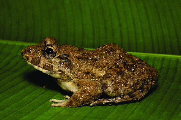 Amphibiens